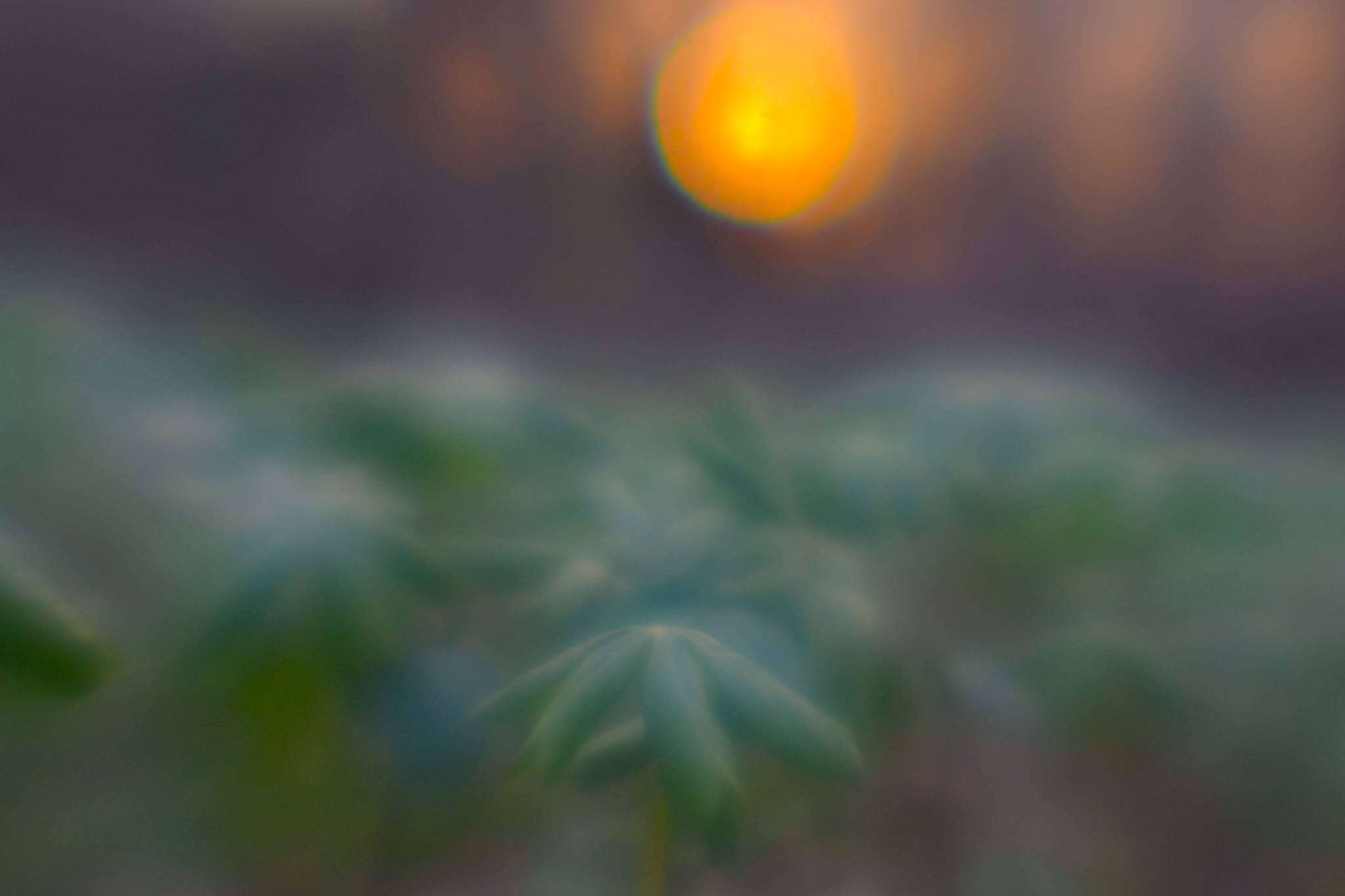 An ancient forest clearing at dusk, towering moss-covered trunks rising like pillars into a dense canopy, the ground layered with deep leaf litter and delicate ferns. In the center, a small portable projector beams a luminous rectangle of forest imagery onto a suspended, slightly wrinkled white sheet, its glow reflecting off bark and branches. Mist hangs low, catching soft, cinematic blue-hour light as the projector’s warm beam cuts through. Captured in wide, eye-level composition with strong depth, the mood is quietly majestic and hopeful, fusing past and present. Photographic realism emphasizes texture in bark and moss, conveying a sophisticated, documentary atmosphere of outdoor screening and reverence for the old forest’s history.